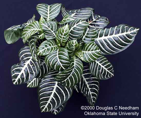 معرفی و راهنمای پرورش گیاهان زینتی فضای باز - گیاه گورخری